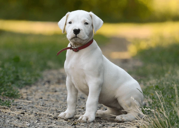 white-puppy-dogo-argentino-sitting